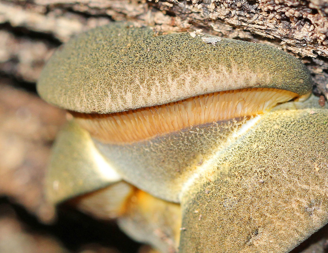 Late Fall Oysters - Sarcomyxa serotina Dry, tan-green caps with pale yellow gills and short, stub-like stems. The caps ranged in size from 3-6 cm wide, and they were fan-shaped with incurved margins. The gills were attached and looked like they were descending the stem. There were 4 of these mushrooms growing fused together.<br />
<figure class="photo"><a href="https://www.jungledragon.com/image/71885/late_fall_oysters_-_sarcomyxa_serotina.html" title="Late Fall Oysters - Sarcomyxa serotina"><img src="https://s3.amazonaws.com/media.jungledragon.com/images/3232/71885_thumb.jpg?AWSAccessKeyId=05GMT0V3GWVNE7GGM1R2&Expires=1759968010&Signature=1Finp9DUpwyMmHH1ti200C0B%2FDA%3D" width="200" height="146" alt="Late Fall Oysters - Sarcomyxa serotina Dry, tan-green caps with pale yellow gills and short, stub-like stems. The caps ranged in size from 3-6 cm wide, and they were fan-shaped with incurved margins. The gills were attached and looked like they were descending the stem. There were 4 of these mushrooms growing fused together.<br />
https://www.jungledragon.com/image/56931/late_fall_oysters.html Fall,Geotagged,Late oyster,Sarcomyxa serotina,United States,fungus,mushroom" /></a></figure> Fall,Geotagged,Late Fall Oysters,Panellus serotinus,Sarcomyxa,Sarcomyxa serotina,United States,fungus,mushroom,oysters