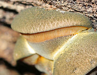 Late Fall Oysters - Sarcomyxa serotina Dry, tan-green caps with pale yellow gills and short, stub-like stems. The caps ranged in size from 3-6 cm wide, and they were fan-shaped with incurved margins. The gills were attached and looked like they were descending the stem. There were 4 of these mushrooms growing fused together.<br />
https://www.jungledragon.com/image/71885/late_fall_oysters_-_sarcomyxa_serotina.html Fall,Geotagged,Late Fall Oysters,Panellus serotinus,Sarcomyxa,Sarcomyxa serotina,United States,fungus,mushroom,oysters