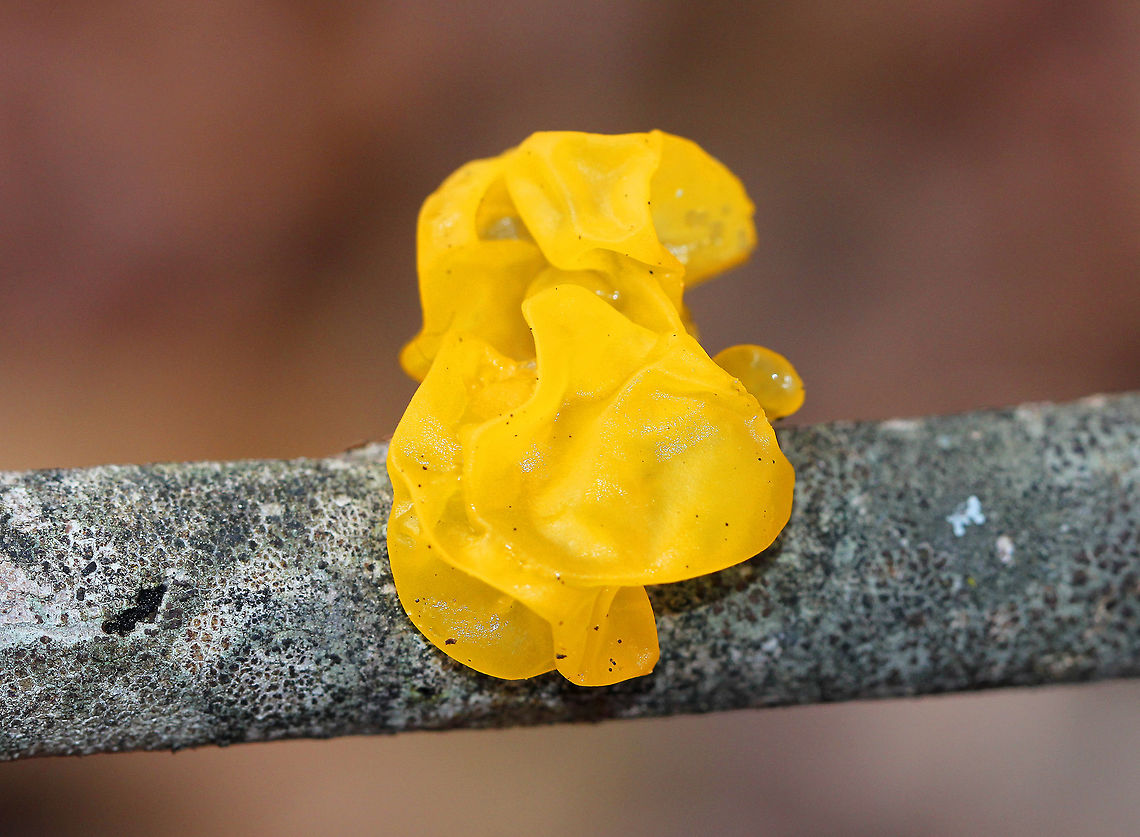 Tremella mesenterica Bright yellow, gelatinous fruiting bodies that were 1-3 cm wide. Fall,Geotagged,Tremella,Tremella mesenterica,United States,Witches' Butter,fungus
