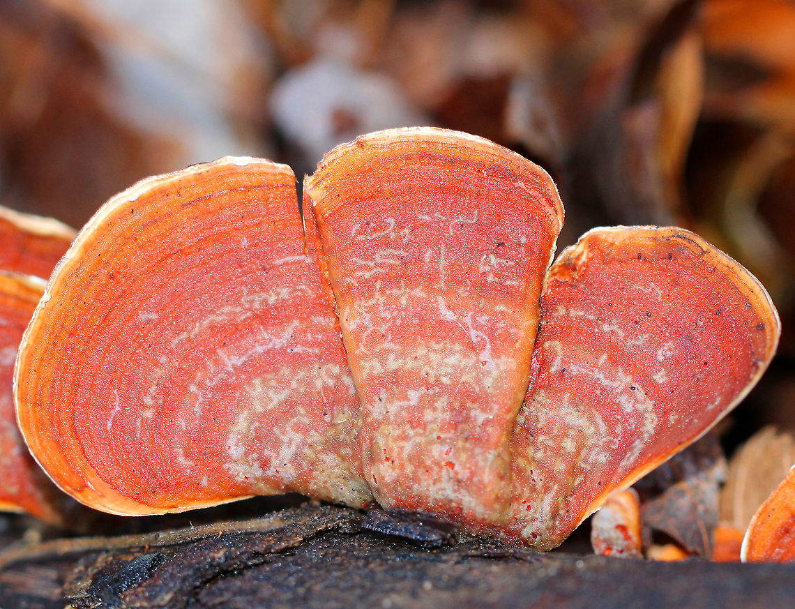 False Turkey Tail Vibrant pink-orange zoned fruiting bodies that were 4-7 cm wide. Somewhat irregularly fan-shaped. The underside was smooth and cream colored, lacking pores. Stereum ostrea is called the "False Turkey Tail" because it looks like "True Turkey Tail", Trametes versicolor. The major difference between the two is found underneath the cap: Stereum ostrea doesn't have pores, while Trametes versicolor has pores. Fall,False Turkey Tail,Geotagged,Stereum,Stereum ostrea,United States,fungus,mushroom
