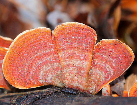 False Turkey Tail Vibrant pink-orange zoned fruiting bodies that were 4-7 cm wide. Somewhat irregularly fan-shaped. The underside was smooth and cream colored, lacking pores. Stereum ostrea is called the "False Turkey Tail" because it looks like "True Turkey Tail", Trametes versicolor. The major difference between the two is found underneath the cap: Stereum ostrea doesn't have pores, while Trametes versicolor has pores.  Fall,False Turkey Tail,Geotagged,Stereum,Stereum ostrea,United States,fungus,mushroom