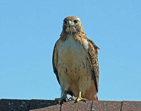 Red-tailed Hawk - Buteo jamaicensis This is Veronica. She's a wild hawk with an interesting story...Veronica has lived on the property at White Memorial Conservation Center in Litchfield, Connecticut for at least 10 years. She was first noticed one morning when the wildlife rehabilitator went to feed their resident hawk, and found Veronica sitting on top of the hawk's cage. She hopped to the side and watched as the wildlife rehabilitator fed the hawk in the cage. The worker threw Veronica a mouse, and she's been around ever since. Sometimes they won't see her for a couple months, but she always comes back and will wait on top of the building for someone to come out and toss her a treat. You can see a bit of red guts on her beak that was left over from her most recent snack.
https://www.jungledragon.com/image/71666/red-tailed_hawk_-_buteo_jamaicensis.html
https://www.jungledragon.com/image/71667/red-tailed_hawk_-_buteo_jamaicensis.html Buteo,Buteo jamaicensis,Geotagged,Red-tailed Hawk,Red-tailed hawk,Spring,United States,hawk