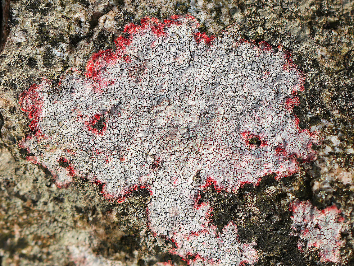 Verrucaria Lichen - Verrucaria sp. I found this beautiful lichen growing on a rock in a deciduous forest. Unlike any other lichen that I've seen so far, it had a compact rimose thallus with a gorgeous reddish pink color all around the edges.  Geotagged,United States,Verrucaria,Verrucaria Lichen,Winter,lichen