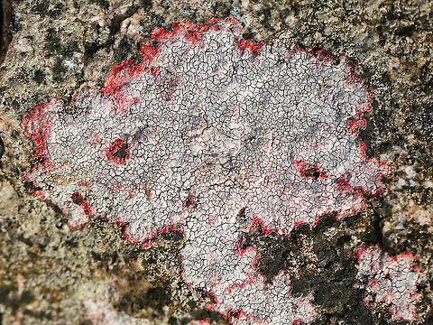 Verrucaria Lichen - Verrucaria sp. I found this beautiful lichen growing on a rock in a deciduous forest. Unlike any other lichen that I've seen so far, it had a compact rimose thallus with a gorgeous reddish pink color all around the edges.  Geotagged,United States,Verrucaria,Verrucaria Lichen,Winter,lichen