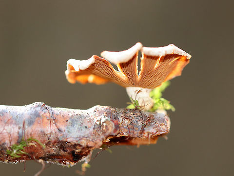Bitter Oyster By day, this mushroom is unassuming, common, and mostly overlooked. But, it becomes a spectacular beauty at night with its bioluminescent gills, which incidentally make a decent nightlight when camping. This mushroom has a fan-shaped, wooly, white cap with an inrolled margin. Cinnamon-tan colored gills. Off-center, fuzzy, white stipe. Bitter Oyster,Bitter oyster,Geotagged,Panellus,Panellus stipticus,United States,Winter,fungus,mushroom,oyster