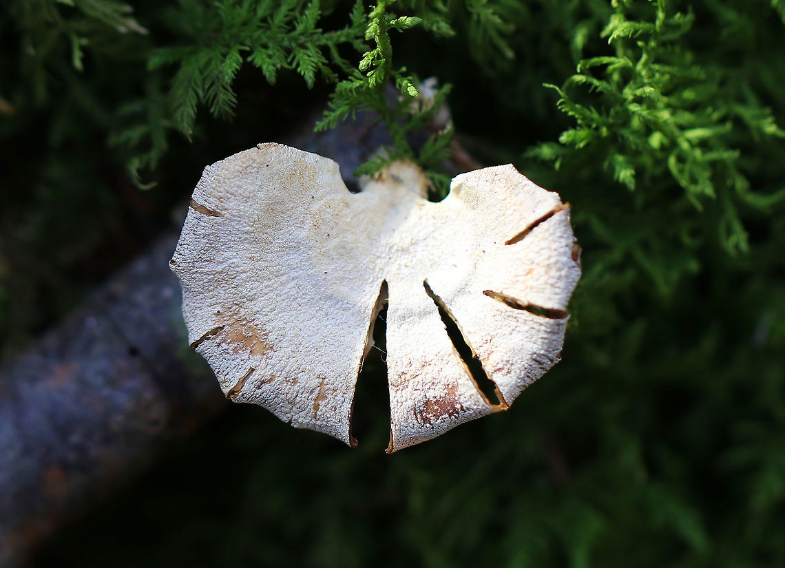 Bitter Oyster By day, this mushroom is unassuming, common, and mostly overlooked. But, it becomes a spectacular beauty at night with its bioluminescent gills, which incidentally make a decent nightlight when camping. This mushroom has a fan-shaped, wooly, white cap with an inrolled margin. Cinnamon-tan colored gills. Off-center, fuzzy, white stipe.  Bitter Oyster,Bitter oyster,Geotagged,Panellus stipticus,United States,Winter,fungus,mushroom,oyster