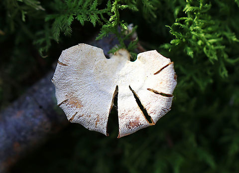 Bitter Oyster By day, this mushroom is unassuming, common, and mostly overlooked. But, it becomes a spectacular beauty at night with its bioluminescent gills, which incidentally make a decent nightlight when camping. This mushroom has a fan-shaped, wooly, white cap with an inrolled margin. Cinnamon-tan colored gills. Off-center, fuzzy, white stipe.  Bitter Oyster,Bitter oyster,Geotagged,Panellus stipticus,United States,Winter,fungus,mushroom,oyster