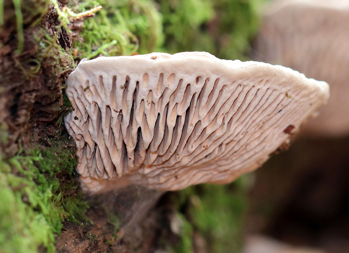 Oak Mazegill Flat, fan-shaped fruiting bodies with amazingly intricate maze-like pores that were very deep, thick, and fuzzy. Sizes ranged from 6-10 cm wide. <br />
<br />
 The fruiting bodies of Daedalea quercina have some unusual uses. They can be used as a natural comb, especially for brushing horses with sensitive skin. In addition, the smoldering fruiting bodies may be used to anesthetize bees. This species has also been investigated for bioremediation, and for medicinal purposes. Daedalea,Daedalea quercina,Geotagged,Oak Mazegill,United States,Winter,fungus,mazegill,mushroom