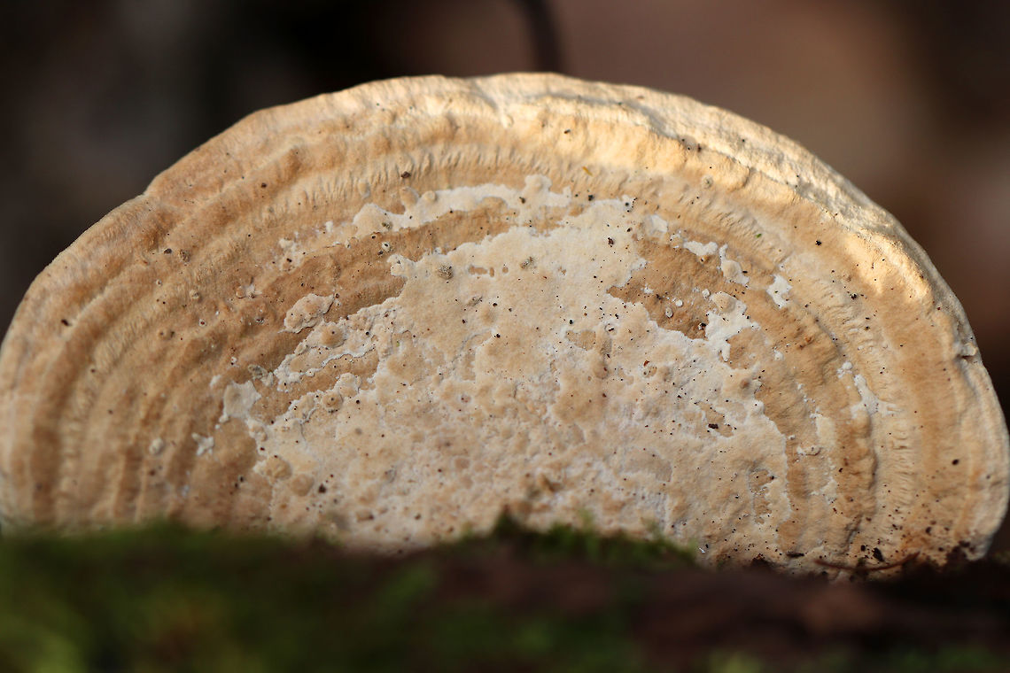 Oak Mazegill Flat, fan-shaped fruiting bodies with amazingly intricate maze-like pores that were very deep, thick, and fuzzy. Sizes ranged from 6-10 cm wide. <br />
<br />
The fruiting bodies of Daedalea quercina have some unusual uses. They can be used as a natural comb, especially for brushing horses with sensitive skin. In addition, the smoldering fruiting bodies may be used to anesthetize bees. This species has also been investigated for bioremediation, and for medicinal purposes. Daedalea,Daedalea quercina,Geotagged,United States,Winter,fungus,mazegill,mushroom,oak mazegill