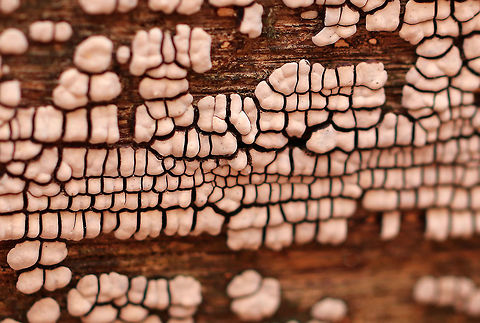 Ceramic Parchment Ceramic Parchment is a saprobic fungus, which I spotted growing densely and gregariously on a rotting log in patches of adjacent frustules. The individual fruiting bodies were irregularly shaped, resupinate, and were approximately 3-5mm in size.  Ceramic Parchment,Ceramic fungus,Geotagged,United States,Winter,Xylobolus,Xylobolus frustulatus,fungus