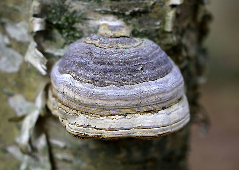Tinder Conk I spotted many of these mushrooms growing on birch snags. Most of the fruiting bodies were 5-15cm wide. Shapes ranged and included amorphic, horse-hooved, and fan-shaped. They had broad, concentric ridges and a very bumpy uppersurface. The underside had circular, cream to tan colored pores.

This species is well known for its helpfulness in making fire by using the amadou, which is the spongy inner part of the fungus that makes an amazing tinder. In order to get the amadou, the fungus must first be removed from the tree, the hard outer layer scraped off, and then thin strips of the inner spongy layer cut for use as tinder. Fomes excavatus,Fomes fomentarius,Geotagged,Tinder conk,United States,Winter,amadou,fomes,fungus,mushroom