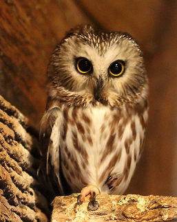 Northern Saw-whet Owl This gorgeous girl's name is Herra. She's a wild owl who was hit by a car and sustained a wing injury, which unfortunately did not heal properly. She also had a broken toe that resulted in the loss of a talon.  Due to her injuries, she won't be able to be released back into the wild, but will be well-cared for at an animal rehabilitation center in Connecticut. Aegolius acadicus,Geotagged,Northern Saw-whet Owl,Northern saw-whet owl,Spring,United States,owl
