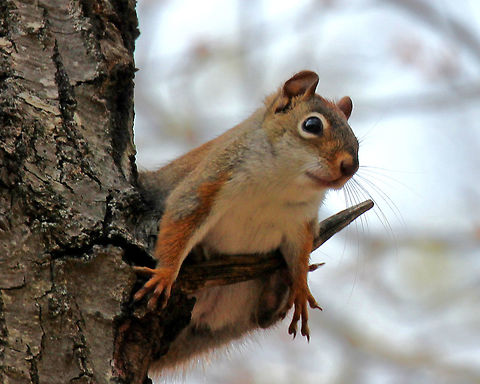 American Red Squirrel Small squirrel with reddish fur and a white venter. They are very noisy and highly territorial.

Red squirrels are known to tap sugar maple trees to harvest the sugar in the sap. To do this, they actually bite into the tree trunk in order to puncture the xylem.
https://www.jungledragon.com/image/71135/american_red_squirrel_-_tamiasciurus_hudsonicus.html
https://www.jungledragon.com/image/56976/american_red_squirrel.html American Red Squirrel,American red squirrel,Geotagged,Spring,Tamiasciurus hudsonicus,United States,squirrel