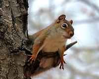 American Red Squirrel Small squirrel with reddish fur and a white venter. They are very noisy and highly territorial.<br />
<br />
Red squirrels are known to tap sugar maple trees to harvest the sugar in the sap. To do this, they actually bite into the tree trunk in order to puncture the xylem.<br />
https://www.jungledragon.com/image/71135/american_red_squirrel_-_tamiasciurus_hudsonicus.html<br />
https://www.jungledragon.com/image/56976/american_red_squirrel.html American Red Squirrel,American red squirrel,Geotagged,Spring,Tamiasciurus hudsonicus,United States,squirrel