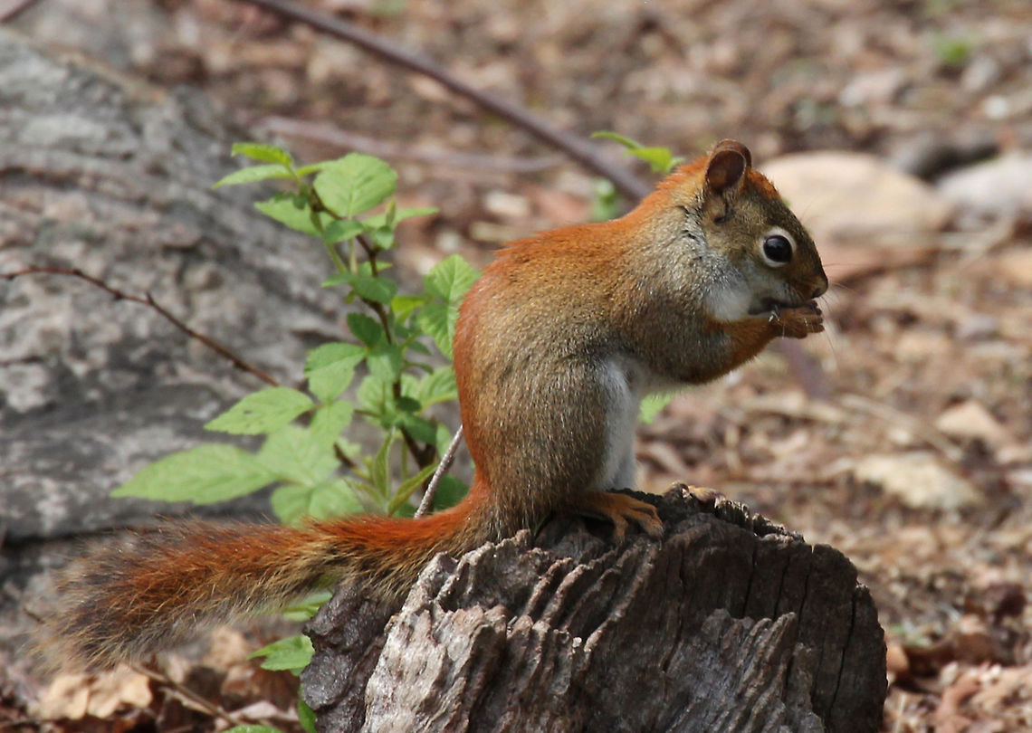 American Red Squirrel Small squirrel with reddish fur and a white venter. They are very noisy and highly territorial.<br />
<br />
 Red squirrels are known to tap sugar maple trees to harvest the sugar in the sap. To do this, they actually bite into the tree trunk in order to puncture the xylem. <br />
<figure class="photo"><a href="https://www.jungledragon.com/image/71135/american_red_squirrel_-_tamiasciurus_hudsonicus.html" title="American Red Squirrel - Tamiasciurus hudsonicus"><img src="https://s3.amazonaws.com/media.jungledragon.com/images/3232/71135_thumb.jpg?AWSAccessKeyId=05GMT0V3GWVNE7GGM1R2&Expires=1759968010&Signature=CItCgWMV5mAic9eDtSpqXqJATkg%3D" width="108" height="152" alt="American Red Squirrel - Tamiasciurus hudsonicus Small squirrel with reddish fur and a white venter. They are very noisy and highly territorial.<br />
<br />
Red squirrels are known to tap sugar maple trees to harvest the sugar in the sap. To do this, they actually bite into the tree trunk in order to puncture the xylem.<br />
https://www.jungledragon.com/image/56975/american_red_squirrel.html<br />
https://www.jungledragon.com/image/56976/american_red_squirrel.html American red squirrel,Geotagged,Spring,Tamiasciurus hudsonicus,United States" /></a></figure><br />
<figure class="photo"><a href="https://www.jungledragon.com/image/56975/american_red_squirrel.html" title="American Red Squirrel"><img src="https://s3.amazonaws.com/media.jungledragon.com/images/3232/56975_thumb.jpg?AWSAccessKeyId=05GMT0V3GWVNE7GGM1R2&Expires=1759968010&Signature=sWQim%2B2VKUe6IaLFWAs446bqWaI%3D" width="200" height="160" alt="American Red Squirrel Small squirrel with reddish fur and a white venter. They are very noisy and highly territorial.<br />
<br />
Red squirrels are known to tap sugar maple trees to harvest the sugar in the sap. To do this, they actually bite into the tree trunk in order to puncture the xylem.<br />
https://www.jungledragon.com/image/71135/american_red_squirrel_-_tamiasciurus_hudsonicus.html<br />
https://www.jungledragon.com/image/56976/american_red_squirrel.html American Red Squirrel,American red squirrel,Geotagged,Spring,Tamiasciurus hudsonicus,United States,squirrel" /></a></figure> American Red Squirrel,American red squirrel,Geotagged,Spring,Tamiasciurus hudsonicus,United States,squirrel