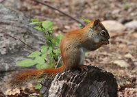 American Red Squirrel Small squirrel with reddish fur and a white venter. They are very noisy and highly territorial.<br />
<br />
 Red squirrels are known to tap sugar maple trees to harvest the sugar in the sap. To do this, they actually bite into the tree trunk in order to puncture the xylem. <br />
https://www.jungledragon.com/image/71135/american_red_squirrel_-_tamiasciurus_hudsonicus.html<br />
https://www.jungledragon.com/image/56975/american_red_squirrel.html American Red Squirrel,American red squirrel,Geotagged,Spring,Tamiasciurus hudsonicus,United States,squirrel