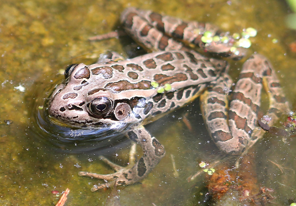 Pickerel Frog A smooth-skinned frog, with dorsal brown rectangular blotches, which are arranged in two rows. It&#039;s gray or tan in color, with a bright yellow color on the hind legs and belly.  Geotagged,Lithobates palustris,Pickerel Frog,Pickerel frog,Spring,United States,frog