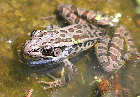 Pickerel Frog A smooth-skinned frog, with dorsal brown rectangular blotches, which are arranged in two rows. It's gray or tan in color, with a bright yellow color on the hind legs and belly.  Geotagged,Lithobates palustris,Pickerel Frog,Pickerel frog,Spring,United States,frog