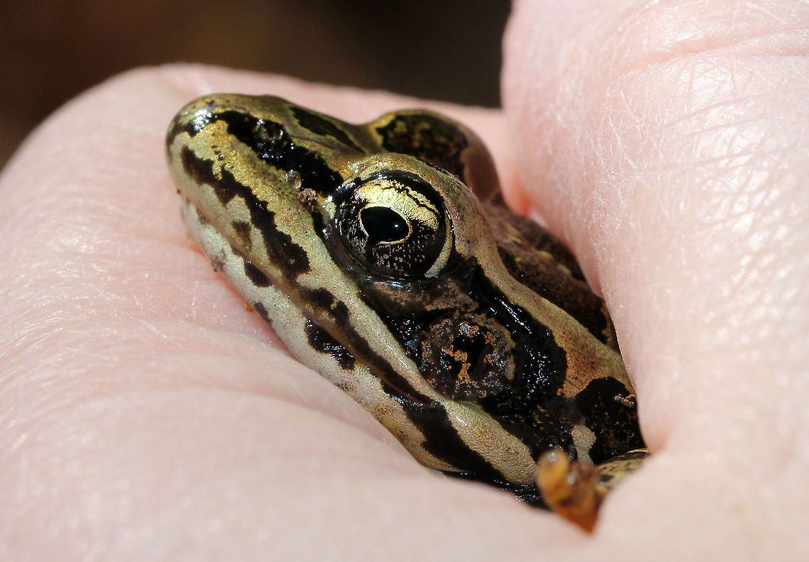 Pickerel Frog A smooth-skinned frog with olive green dorsal rectangular spots, which were arranged in two rows. The underside of its hindlegs were brilliant orange-yellow. It was approximately 5cm long.<br />
<br />
Pickerel frogs have an excellent defense mechanism - they emit skin secretions which can be irritating to people and toxic to predators, which means that the pickerel frog is the only poisonous frog native to the United States. I briefly (and gently) handled this frog as part of a homeschool science lesson that I was teaching my kids. I washed my hands afterward and suffered no ill effects. Fall,Geotagged,Lithobates palustris,Pickerel Frog,Pickerel frog,United States,frog