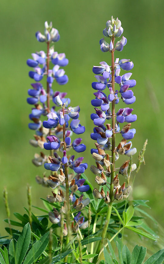 Sundial Lupine The inflorescence is long, sparsely flowered, sometimes almost verticilate. Flowers can range from blue to pink, but are most often blue or bluish purple.  Geotagged,Lupine,Lupinus perennis,Spring,Sundial Lupine,United States