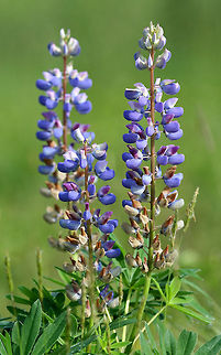 Sundial Lupine The inflorescence is long, sparsely flowered, sometimes almost verticilate. Flowers can range from blue to pink, but are most often blue or bluish purple.  Geotagged,Lupine,Lupinus perennis,Spring,Sundial Lupine,United States