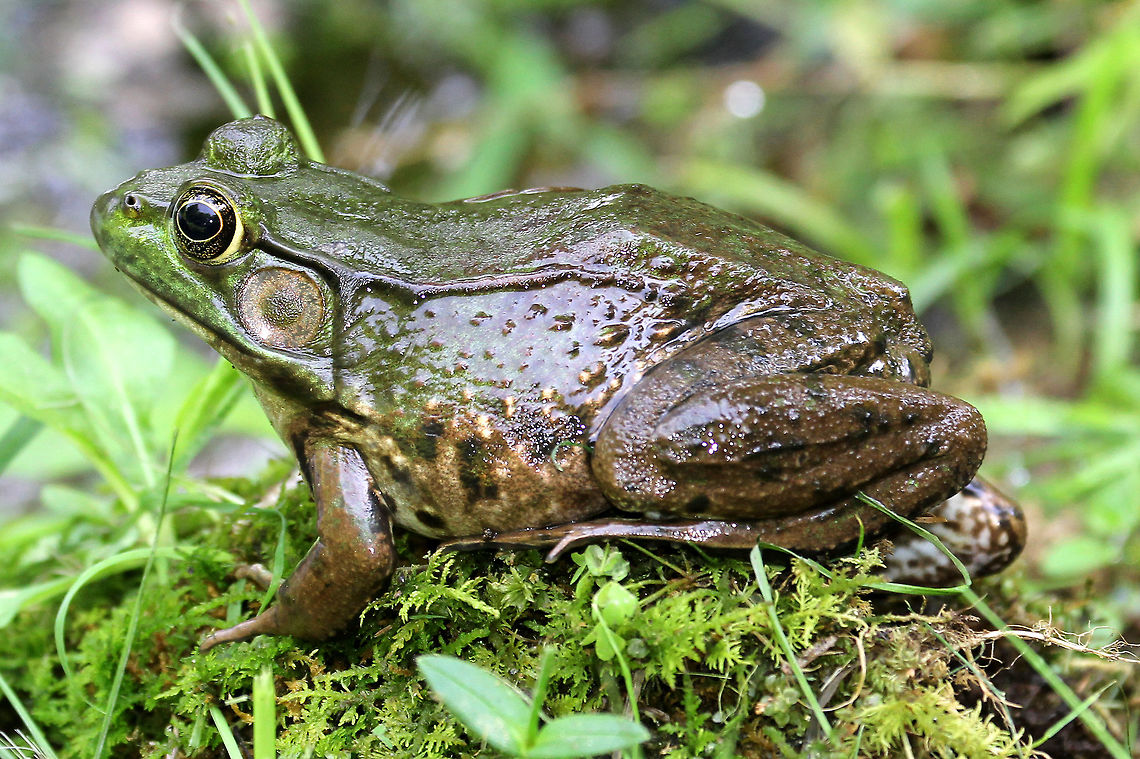 Green Frog This species is a medium-sized frog. Adult green frogs range from 5&ndash;10 cm in length. Mature females are typically larger than males. The male tympanum is twice the diameter of the eye; but, in females, the tympanum is about the same as that of the eye. Also, males have bright yellow throats. The dorsolateral ridges, prominent, seam-like skin folds that run down the sides of the back, distinguish the green frog from the bullfrog, which entirely lacks them. Geotagged,Green Frog,Green frog,Lithobates clamitans,Summer,United States,frog
