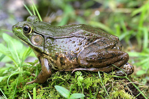 Green Frog This species is a medium-sized frog. Adult green frogs range from 5–10 cm in length. Mature females are typically larger than males. The male tympanum is twice the diameter of the eye; but, in females, the tympanum is about the same as that of the eye. Also, males have bright yellow throats. The dorsolateral ridges, prominent, seam-like skin folds that run down the sides of the back, distinguish the green frog from the bullfrog, which entirely lacks them. Geotagged,Green Frog,Green frog,Lithobates clamitans,Summer,United States,frog