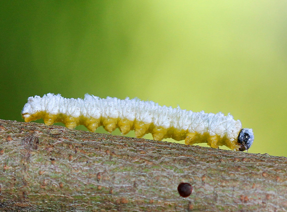 Dogwood Sawfly Larvae Sawfly larvae may look like caterpillars, but they are actually wasps. Macremphytus species, in particular, are an interesting genus of sawfly because the second larval instar is covered in a white waxy covering, while the last larval instar is yellow and black. The caterpillar-like larvae feed on the leaves of dogwood trees and shrubs (Cornus sp.). The larvae can cause considerable defoliation since often they feed in groups, but they don&#039;t usually kill the plants. <br />
<br />
I spotted hundreds of these larvae on shrubs (I assume Cornus sp.) along a nature trail. The shrubs were 90% defoliated. Most of the larvae were curled up under the remaining leaves or crawling around, and dangling over my head. I struggled to get these shots as they were crawling up my legs and dropping on my head.  Dogwood Sawfly,Dogwood Sawfly Larvae,Geotagged,Macremphytus testaceus,Summer,United States,larva,larvae,sawfly larvae