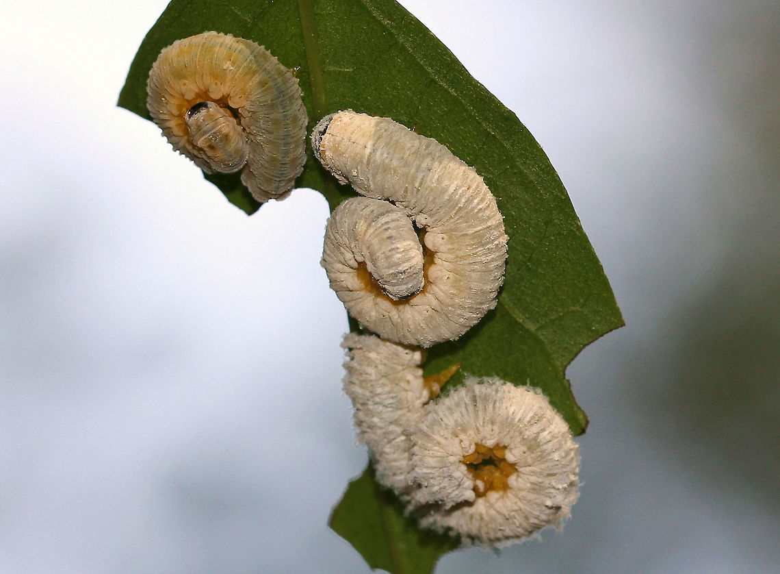 Dogwood Sawfly Larvae Sawfly larvae may look like caterpillars, but they are actually wasps. Macremphytus species, in particular, are an interesting genus of sawfly because the second larval instar is covered in a white waxy covering, while the last larval instar is yellow and black. The caterpillar-like larvae feed on the leaves of dogwood trees and shrubs (Cornus sp.). The larvae can cause considerable defoliation since often they feed in groups, but they don&#039;t usually kill the plants. <br />
<br />
 I spotted hundreds of these larvae on shrubs (I assume Cornus sp.) along a nature trail. The shrubs were 90% defoliated. Most of the larvae were curled up under the remaining leaves or crawling around, and dangling over my head. I struggled to get these shots as they were crawling up my legs and dropping on my head.  Dogwood Sawfly,Dogwood Sawfly Larvae,Geotagged,Macremphytus tarsatus,Macremphytus testaceus,Summer,United States,larva,larvae,sawfly larvae