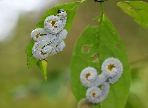 Dogwood Sawfly Larvae - Macremphytus testaceus Sawfly larvae may look like caterpillars, but they are actually wasps. Macremphytus species, in particular, are an interesting genus of sawfly because the second larval instar is covered in a white waxy covering, while the last larval instar is yellow and black. The caterpillar-like larvae feed on the leaves of dogwood trees and shrubs (Cornus sp.). The larvae can cause considerable defoliation since often they feed in groups, but they don't usually kill the plants. 

 I spotted hundreds of these larvae on shrubs (I assume Cornus sp.) along a nature trail. The shrubs were 90% defoliated. Most of the larvae were curled up under the remaining leaves or crawling around, and dangling over my head. I struggled to get these shots as they were crawling up my legs and dropping on my head.  Dogwood Sawfly,Dogwood Sawfly Larvae,Geotagged,Macremphytus testaceus,Summer,United States,larva,larvae