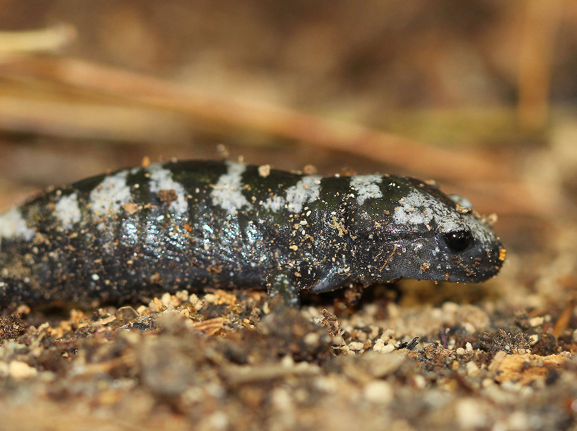 Marbled Salamander Beautiful, stocky, and boldly banded with bright silvery bands on the back and stubby tail. These voracious predators consume large amounts of food as they eat worms, insects, slugs, and snails. They are preyed upon by various woodland predators, but poison glands located on their tails provide some degree of protection. <br />
<br />
 Ambystoma opacum,Fall,Geotagged,Marbled Salamander,Marbled salamander,Salamander,United States