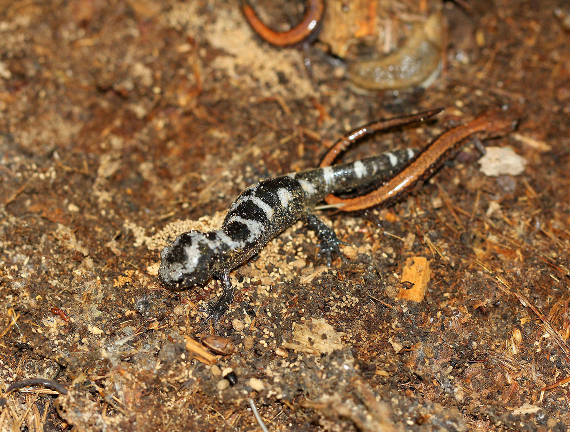 Marbled Salamander Beautiful, stocky, and boldly banded with bright silvery bands on the back and stubby tail. These voracious predators consume large amounts of food as they eat worms, insects, slugs, and snails. They are preyed upon by various woodland predators, but poison glands located on their tails provide some degree of protection. <br />
<br />
This salamander was under a log with two red backed salamanders. The red backed salamanders were crawling all over the marbled salamander, which looked irritated but surprisingly tolerant of this behavior. Ambystoma opacum,Fall,Geotagged,Marbled Salamander,Marbled salamander,United States,salamander
