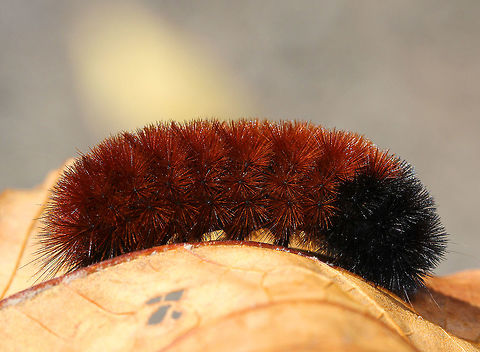 Banded Woolly Bear Fuzzy, reddish brown caterpillar with a black anterior end. Usually, they have black posterior and anterior bands, but the colors change as they molt to successive instars, and they become more reddish brown with age. The woolly bear's setae are not urticating, so they do not usually cause irritation or injury from being handled. However, their setae may cause dermatitis in some susceptible people. 
According to folklore, the length, thickness, and color of a woolly bear's color bands can be used to forecast how severe the winter weather will be. This myth dates back to colonial American folklore and is still widely believed today. However, the truth is that these caterpillars can't predict the weather. In reality, a woolly bear's coloring is based on how long the caterpillar has been feeding and its age. The width of the banding is simply an indicator of that current season's growth. Woolly bears molt six times before pupating, and with each successive molt, their colors change, becoming less black and more reddish brown - this is completely independent of the weather. The last point to address in debunking this myth is the reason for the woolly bear's "coat". The thickness of its setae has nothing to do with predicting severe weather. Rather, their setae helps them to freeze more controllably, and once the caterpillars begin hibernation, their bodies create a kind of natural antifreeze called glycerol. This ability to freeze gradually helps protect them during the cold winter months. So, it would seem that woolly bears have unwittingly gained status as being weather forecasting prophets and there is no scientific evidence to prove that they are actual prognosticators of winter weather. Banded Woolly Bear,Banded woolly bear,Fall,Geotagged,Pyrrharctia isabella,United States,caterpillar,moth week 2018,woolly bear