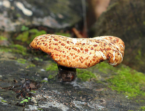 Dryad's Saddle Large fan-shaped tan cap with flattened reddish brown scales. Yellowish tan pores. Stem was covered in velvety, dark brown tomentum. Dryad's Saddle,Geotagged,Polyporus squamosus,Spring,United States,fungus,mushroom