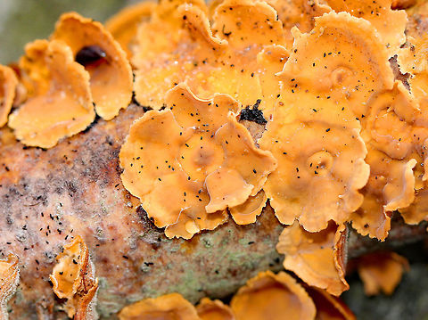 Crowded Parchment Common, but still beautiful fruiting bodies that have an irregular shape with concentric zones of orange and tan coloration. Individual fruiting bodies usually fuse together laterally. They were 1-2 cm across. Crowded Parchment,Fall,Geotagged,Stereum,Stereum complicatum,Stereum rameale,United States,fungus