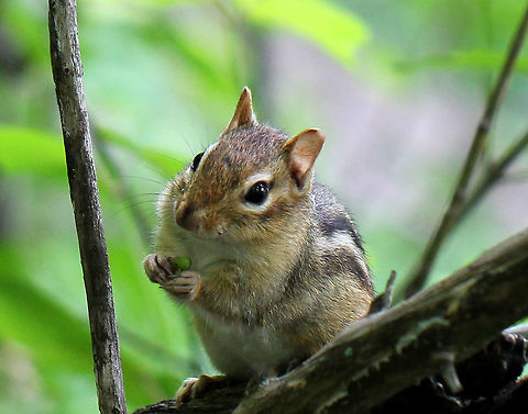 Eastern Chipmunk It has reddish-brown fur on its upper body and five dark brown stripes, which contrast with light brown stripes along its back, ending in a dark tail. It has lighter fur on the lower part of its body. It has a tawny stripe that runs from its whiskers to below its ears, and lighter stripes over and under its eyes.  Chipmunk,Eastern Chipmunk,Eastern chipmunk,Geotagged,Spring,Tamias striatus,United States
