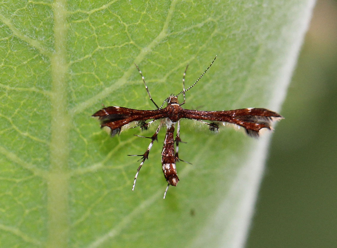 Himmelman's Plume Moth Reddish brown with some white stripes. This is definitely the coolest plume moth that I&#039;ve ever seen! Geina tenuidactyla,Geotagged,Himmelman's Plume Moth,Moth Week 2018,Summer,United States,moth,plume moth