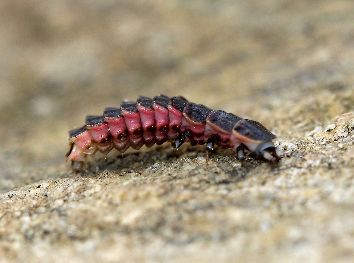 Firefly Larva - Family Lampyridae These beetle larvae look like prehistoric armored insects. They have flattened dorsal segments that extend to the back and sides, like overlapping plates. Their pink and white ventral surface is more fleshy and contains a glow organ with photocytes (light cells) at the end of their abdomens, which create bioluminescent light. So, how does a beetle larva&#039;s bum become a light beacon? Here&#039;s how - the light cells need several ingredients in order to make light. They need luciferin, ATP, and luciferase. Luciferase is an enzyme that causes the luciferin to produce light, and ATP provides the energy to drive the chemical reaction. Interestingly, these ingredients are always present in the glow organ, but it doesn&#039;t always glow because oxygen is required for the chemical reaction to occur. No oxygen = no reaction. No reaction = no light. The firefly larvae control the oxygen supply, so when they need to glow again, they simply feed oxygen to their glow organ, and voil&aacute;&mdash;it creates light. <br />
<figure class="photo"><a href="https://www.jungledragon.com/image/71163/firefly_larva_-_family_lampyridae.html" title="Firefly Larva - Family Lampyridae"><img src="https://s3.amazonaws.com/media.jungledragon.com/images/3232/71163_thumb.jpg?AWSAccessKeyId=05GMT0V3GWVNE7GGM1R2&Expires=1765411210&Signature=5U0nbe0XNIWSnUYvoLeE09p4TkE%3D" width="200" height="146" alt="Firefly Larva - Family Lampyridae These beetle larvae look like prehistoric armored insects. They have flattened dorsal segments that extend to the back and sides, like overlapping plates. Their pink and white ventral surface is more fleshy and contains a glow organ with photocytes (light cells) at the end of their abdomens, which create bioluminescent light. So, how does a beetle larva&#039;s bum become a light beacon? Here&#039;s how - the light cells need several ingredients in order to make light. They need luciferin, ATP, and luciferase. Luciferase is an enzyme that causes the luciferin to produce light, and ATP provides the energy to drive the chemical reaction. Interestingly, these ingredients are always present in the glow organ, but it doesn&#039;t always glow because oxygen is required for the chemical reaction to occur. No oxygen = no reaction. No reaction = no light. The firefly larvae control the oxygen supply, so when they need to glow again, they simply feed oxygen to their glow organ, and voil&aacute;&mdash;it creates light.<br />
https://www.jungledragon.com/image/57043/firefly_larva_-_family_lampyridae.html Fall,Geotagged,United States,firefly,firefly larva,lampyridae,larva" /></a></figure> Fall,Family Lampyridae,Firefly,Firefly Larva,Geotagged,Lampyridae,United States,beetle larva,larva