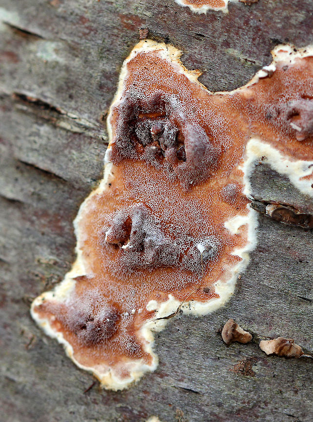 Gloeoporus Crust Fungus - Gloeoporus dichrous Interesting pink crust fungus with a white bloom on the pores and a white edge surrounding it. Amorphic shape with no stem and no discernible cap. Approximately 3 cm long.  <br />
<br />
Habitat: Growing on birch logs that are on the side of my kids&#039; fort in a deciduous forest. Fall,Geotagged,Gloeoporus,Gloeoporus Crust Fungus,Gloeoporus dichrous,United States,crust fungus,fungus