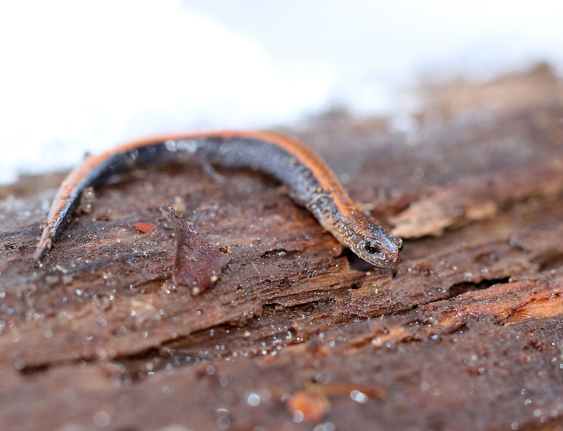 Red-backed Salamander This curious little fella seemed to be taking advantage of the unusual 50 degree F temperatures(10 degrees C). It was resting on a log that was covered in snow, and was very slow moving. Even with the warmer temperatures, I thought it strange that this salamander was out of hibernation. It had a black body with a red stripe down the middle of its back. This salamander was about 6cm long. <br />
<br />
The red-backed salamander exhibits color polymorphism with two common color variations - the 'red-backed' variety has a red dorsal stripe that tapers towards the tail and the 'lead-backed' variety lacks most or all of the red pigmentation. The red-backed phase is not always red, but may actually be various other colors (yellow-backed, orange-backed, or white-backed). Fall,Geotagged,Plethodon cinereus,Red- backed salamander,Red-backed Salamander,United States,salamander