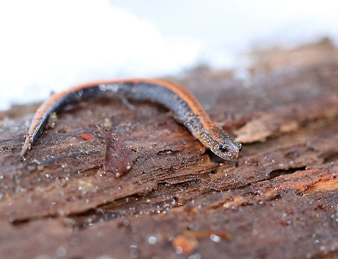 Red-backed Salamander This curious little fella seemed to be taking advantage of the unusual 50 degree F temperatures(10 degrees C). It was resting on a log that was covered in snow, and was very slow moving. Even with the warmer temperatures, I thought it strange that this salamander was out of hibernation. It had a black body with a red stripe down the middle of its back. This salamander was about 6cm long. 

The red-backed salamander exhibits color polymorphism with two common color variations - the 'red-backed' variety has a red dorsal stripe that tapers towards the tail and the 'lead-backed' variety lacks most or all of the red pigmentation. The red-backed phase is not always red, but may actually be various other colors (yellow-backed, orange-backed, or white-backed). Fall,Geotagged,Plethodon cinereus,Red- backed salamander,Red-backed Salamander,United States,salamander