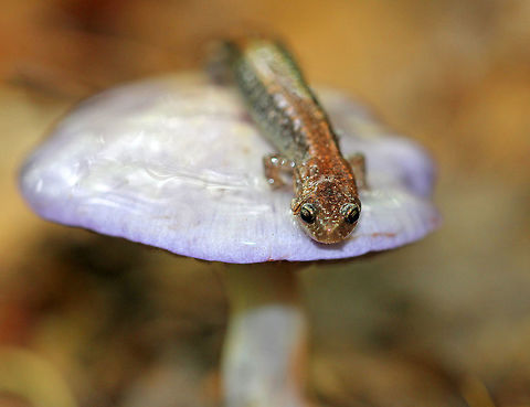 Red-backed Salamander I was mushroom hunting when I spotted this salamander resting on top of a cortinar mushroom. It had a blackish gray body with a red stripe down the middle of its back. This salamander was about 6-7cm long.  It seemed to relaxing without a care in the world. Geotagged,Plethodon cinereus,Red- backed salamander,Red-backed Salamander,Summer,United States,salamander