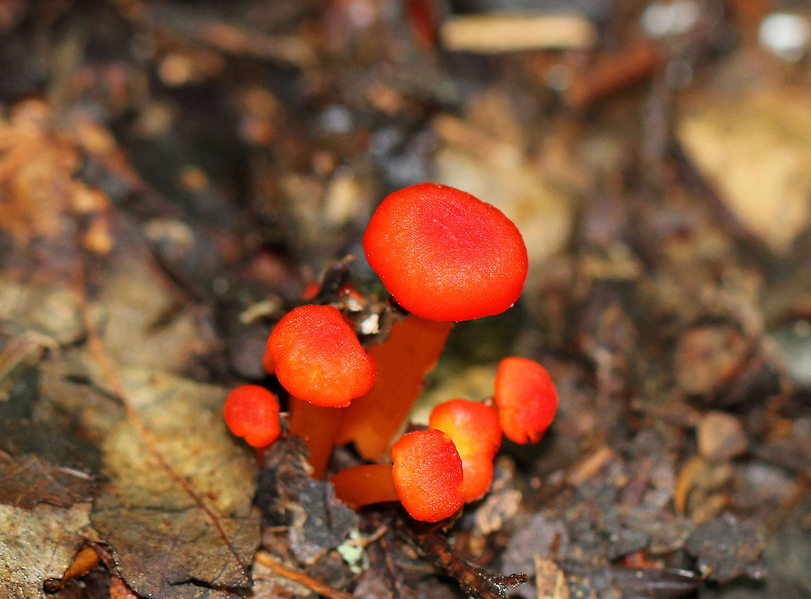 Waxy Caps - Hygrocybe sp. Brilliant red mushrooms growing in a cluster. Caps were bright red, stems were orange, and gills were pale yellow/cream colored. The tallest was about 3 cm.  Geotagged,Hygrocybe,Summer,United States,Waxy Caps,fungi,fungus,mushroom,mushrooms,red mushrooms