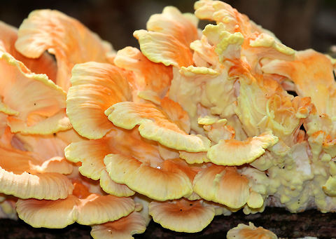 Chicken of the Woods Orange and cream colored caps that are attached directly to a fallen tree. Caps are fan shaped and grew in clusters that ranged in size from 1-4 feet long.
https://www.jungledragon.com/image/67824/chicken_of_the_woods_-_laetiporus_sulphureus.html
https://www.jungledragon.com/image/67825/chicken_of_the_woods_-_laetiporus_sulphureus.html Chicken of the Woods,Chicken of the woods,Geotagged,Laetiporus sulphureus,Sulphur shelf,Summer,United States,fungus,mushroom