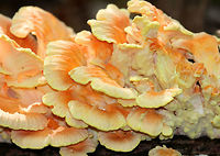 Chicken of the Woods Orange and cream colored caps that are attached directly to a fallen tree. Caps are fan shaped and grew in clusters that ranged in size from 1-4 feet long.<br />
https://www.jungledragon.com/image/67824/chicken_of_the_woods_-_laetiporus_sulphureus.html<br />
https://www.jungledragon.com/image/67825/chicken_of_the_woods_-_laetiporus_sulphureus.html Chicken of the Woods,Chicken of the woods,Geotagged,Laetiporus sulphureus,Sulphur shelf,Summer,United States,fungus,mushroom