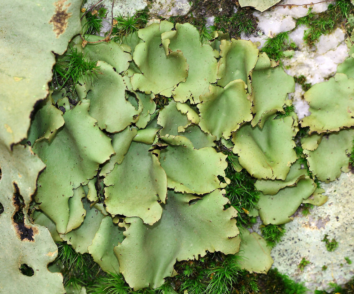 Smooth Rock Tripe Large foliose lichen that was green on top and black underneath. U. mammulata is one of the largest lichens in the world. The thallus can be up to 15cm in diameter. The largest in this spotting was approximately 5cm. Fall,Geotagged,Smooth Rock Tripe,Umbilicaria mammulata,United States,lichen,tripe