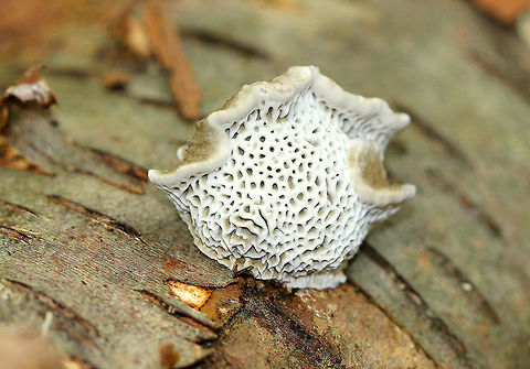 Cerioporus Mollis Mushroom Large, unevenly shaped, undulating white pore surface. the top of the cap had zones of brown and tan colors.  Cerioporus,Cerioporus Mollis,Cerioporus Mollis Mushroom,Geotagged,Summer,United States,fungus,mushroom