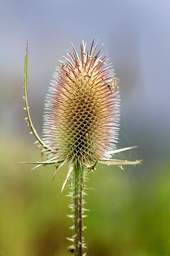 Fuller's Teasel The inflorescence is a cylindrical array of lavender flowers which dries to a cone of spine-tipped hard bracts. It may be 10 centimeters long. The dried head persists afterwards, with the small seeds maturing in mid-autumn.<br />
<br />
The genus name is derived from the word for thirst, and refers to the cup-like formation made where sessile leaves merge at the stem. Rain water can collect in this receptacle; this may perform the function of preventing sap-sucking insects such as aphids from climbing the stem. An experiment has shown that adding dead insects to these cups increases the seedset of teasels, implying partial carnivory.  Dipsacus fullonum,Fuller's Teasel,Fullers Teasel,Geotagged,Summer,United States