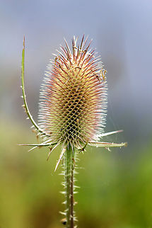 Fuller's Teasel The inflorescence is a cylindrical array of lavender flowers which dries to a cone of spine-tipped hard bracts. It may be 10 centimeters long. The dried head persists afterwards, with the small seeds maturing in mid-autumn.

The genus name is derived from the word for thirst, and refers to the cup-like formation made where sessile leaves merge at the stem. Rain water can collect in this receptacle; this may perform the function of preventing sap-sucking insects such as aphids from climbing the stem. An experiment has shown that adding dead insects to these cups increases the seedset of teasels, implying partial carnivory.  Dipsacus fullonum,Fuller's Teasel,Fullers Teasel,Geotagged,Summer,United States