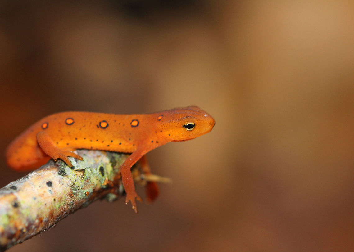 Eastern Newt (Red Eft) The red eft has bright orange aposematic coloring, with darker red spots outlined in black. This stage can last up to 4 years on land, during which time efts may travel far, which ensures outcrossing in the population. Efts eat small insects, snails, and other small arthropods. During winter, they hibernate under logs or rocks.  I spotted six of these newts accidentally as I had walked over to see a cluster of mushrooms. I was surprised to find six red efts on and among the mushrooms. They were very active and difficult to gets photos of because they wouldn&#039;t stay still!  Eastern Newt,Eastern newt,Fall,Geotagged,Notophthalmus,Notophthalmus viridescens,United States,eft,newt,red eft,salamander